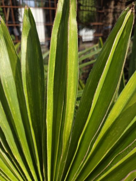 Trachycarpus variegata marmor 140 cm genau die Nr.24