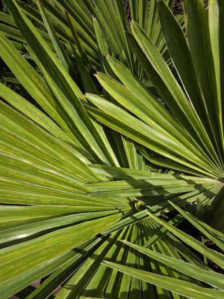 Trachycarpus variegata marmor 140 cm genau die Nr.24