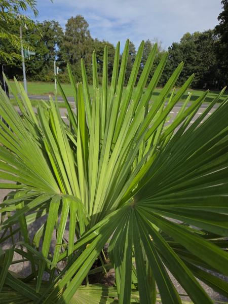 Winterharte Hanfpalme Trachycarpus Fortunei 190 cm Nr.17