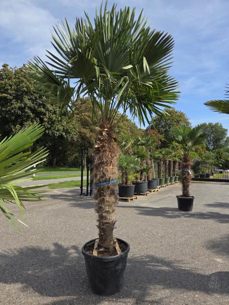 Trachycarpus-Fortunei18
