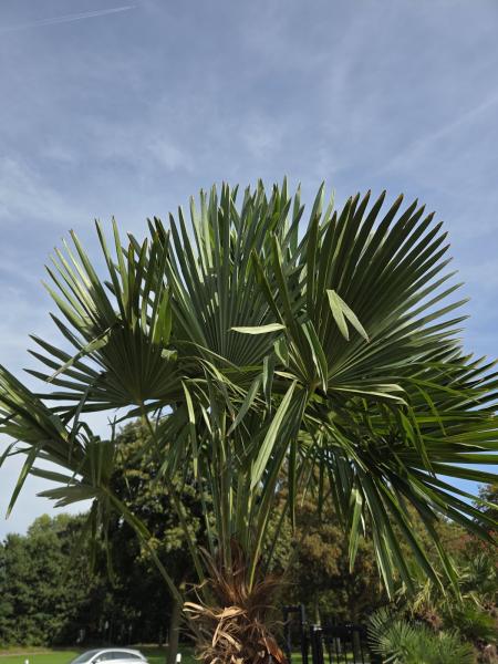 Winterharte Hanfpalme Trachycarpus Fortunei 330 cm Nr.18