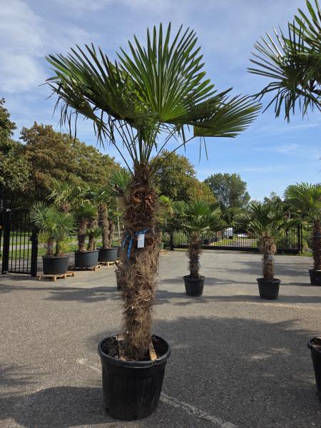 Trachycarpus-Fortunei19