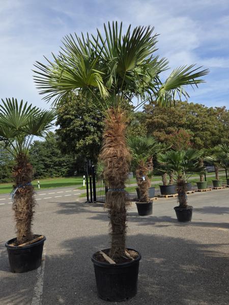 Trachycarpus-Fortunei20