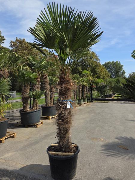 Trachycarpus21