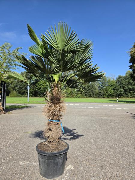 Winterharte Hanfpalme Trachycarpus Wagnerianus 210 cm ↑ genau die Nr.22 im Bild.