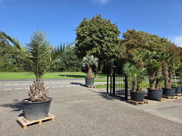 Honigpalme-Jubaea-Chilensis2
