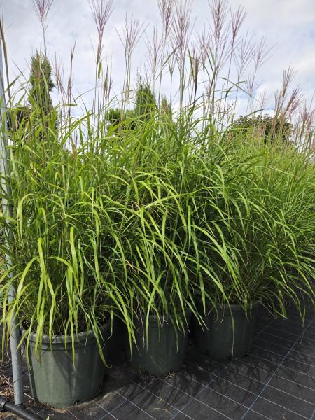 Miscanthus sinensis XXL