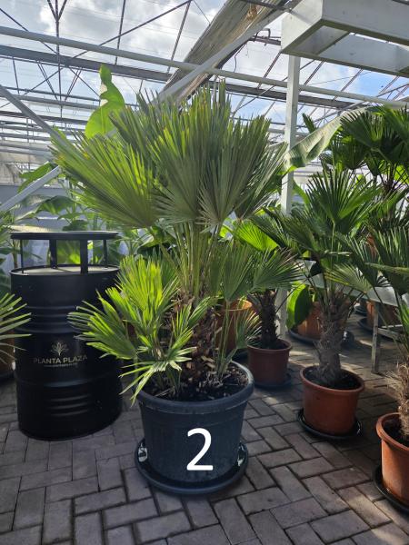 Chamaerops-Vulcano-2