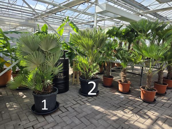 Chamaerops Vulcano zwergpalme 160 cm mit der Nr.2