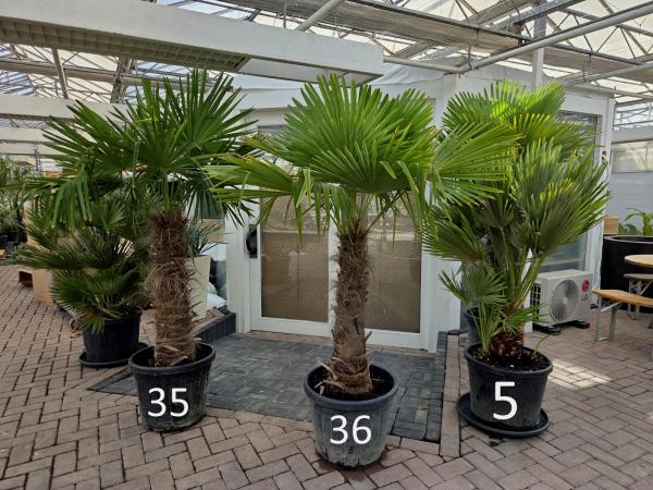 Trachycarpus-Fortunei35