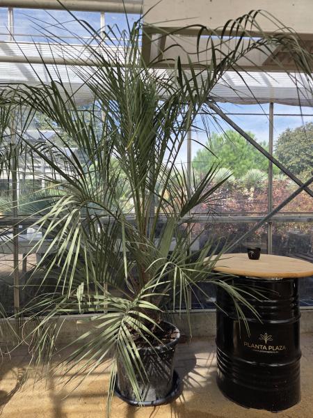 Butia-capitata-Geleepalme-1