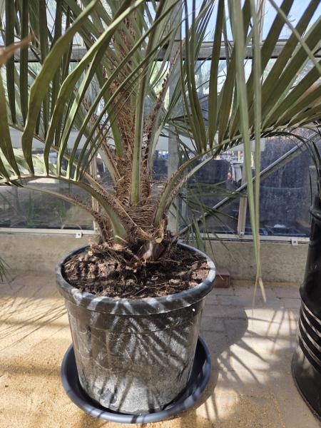 Butia capitata Palme 230 cm - Geleepalme - 40 cm Stammhöhe Nr.1