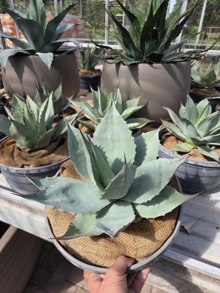 Winterharte-Agave-ovatifolia-Nr-4