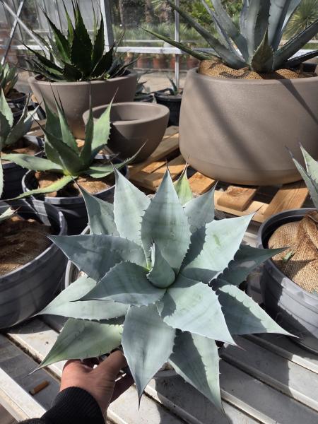 Winterharte-Agave-ovatifolia-Nr-5