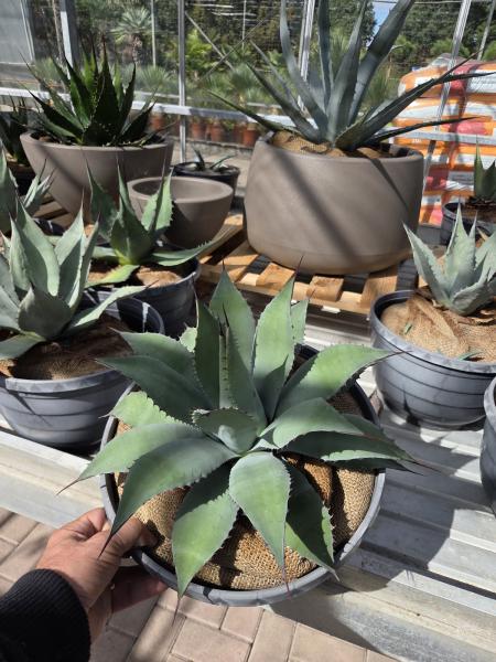 Agave 6