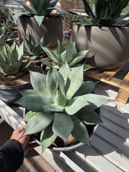 Agave-parryi-var-parryi-7