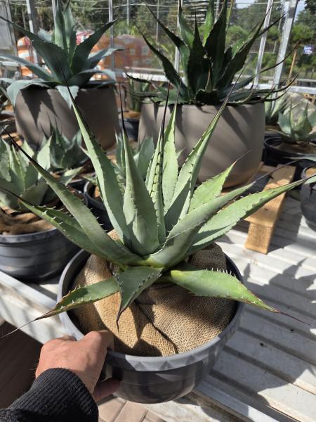 Agave-havardiana-Big-Bend-Giant-Nr-9