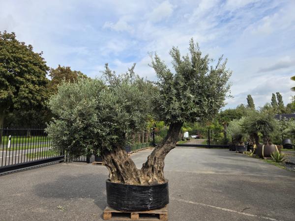 Olivenbaum XXL 3 Stämmige  (+100 Jährig) Mega Olivenbaum Nr.203