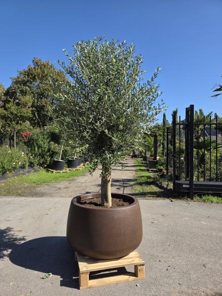 Olivenbaum im Vaso 80 Nr.227