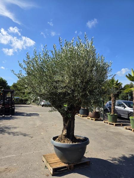 Olivenbaum Hojiblanca  250 cm -  (ca. 100 Jährig) dickem Stamm - Nr.231