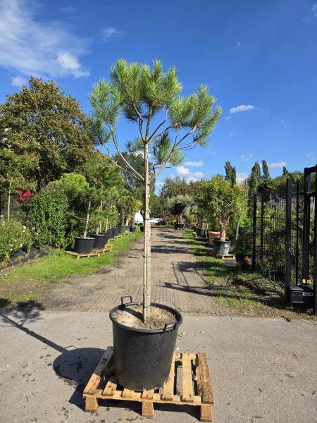 Pinus-Pinea-Nr-1