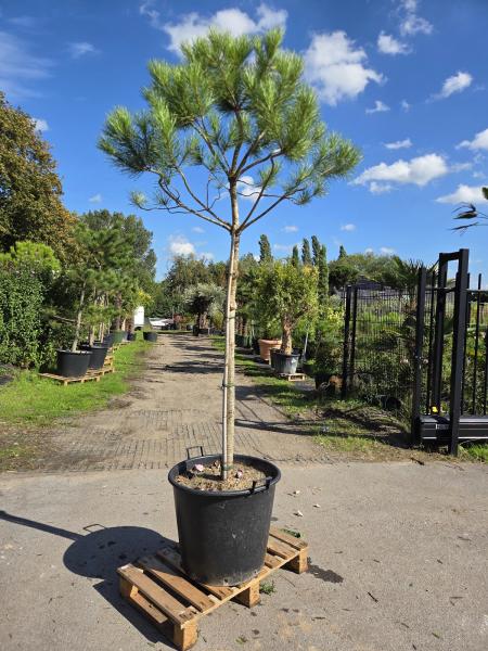 Pinus-Pinea-Nr-2