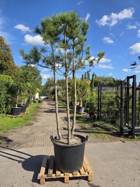 Pinus-nigra-Schwarzkiefer-Nr2