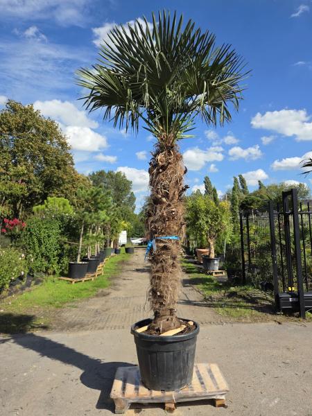 Trachycarpus-Fortunei-40