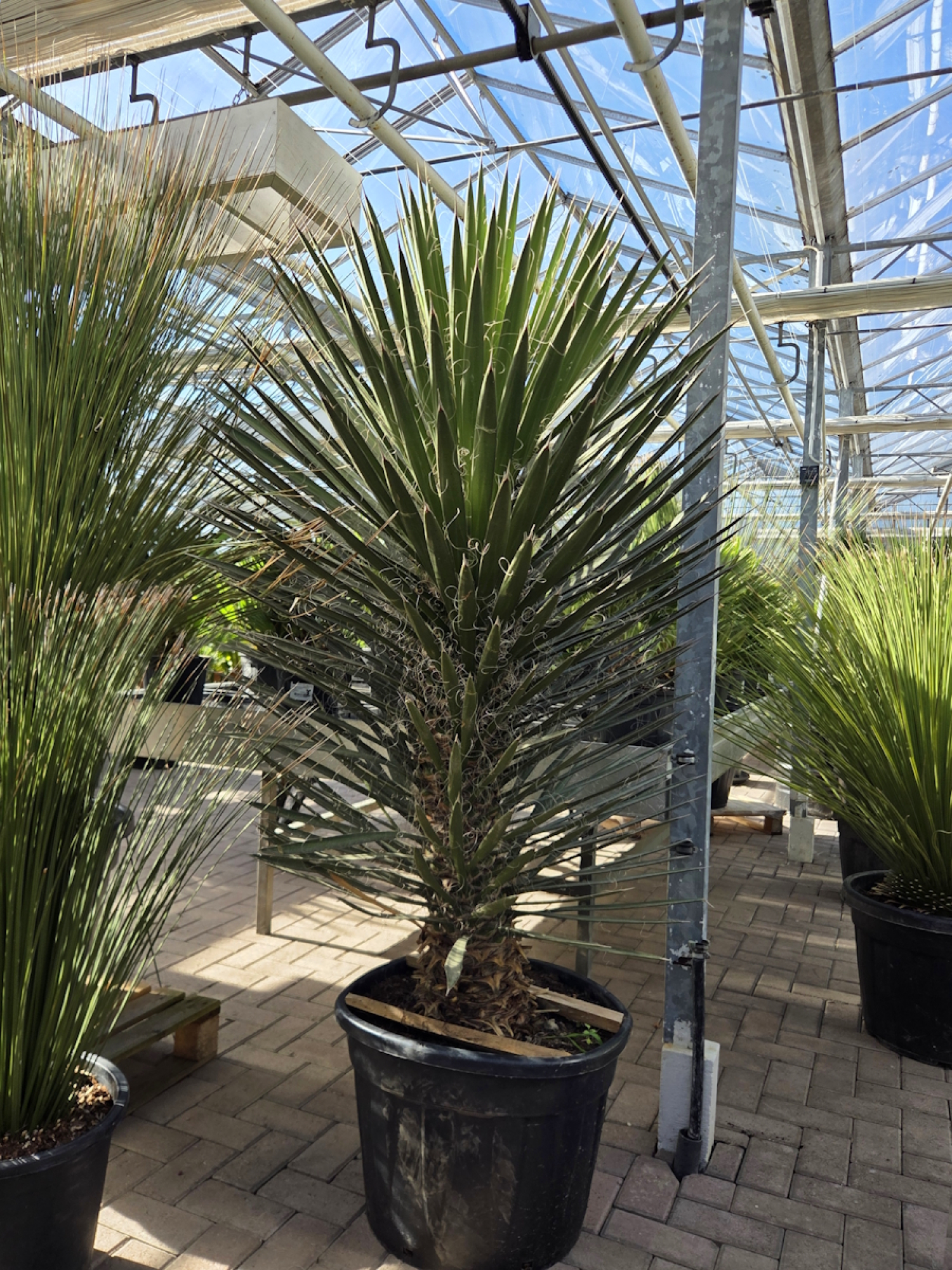 Yucca-filifera-Nr-1
