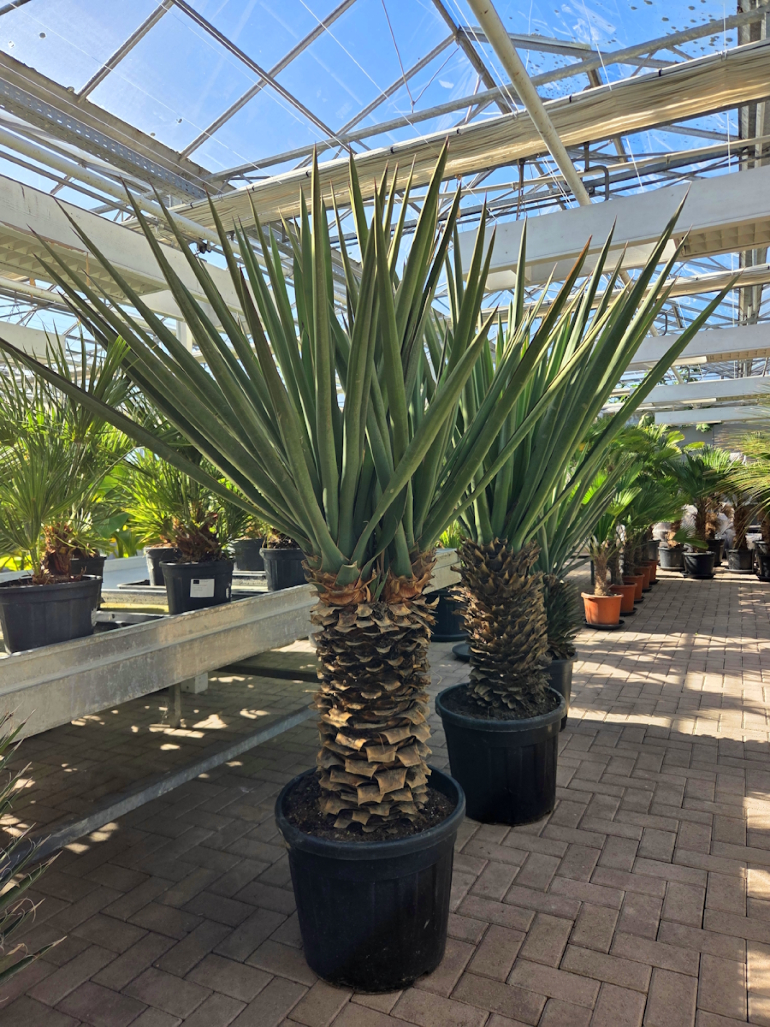 Yucca treculeana Nr1