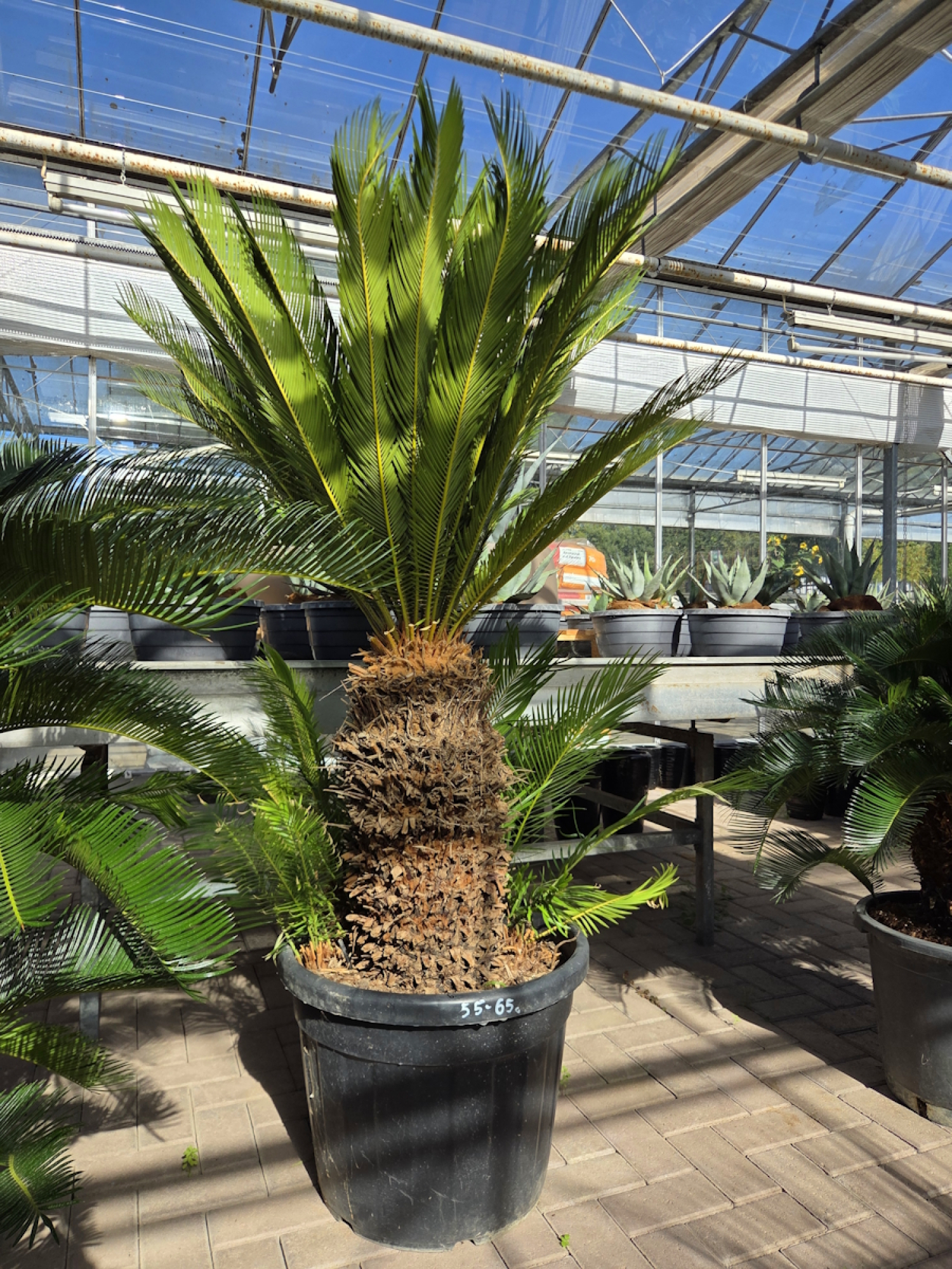 Cycas-Revoluta-6