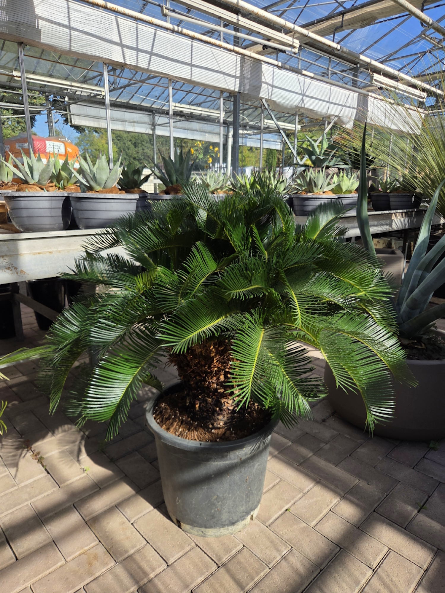 Cycas-Revoluta-7