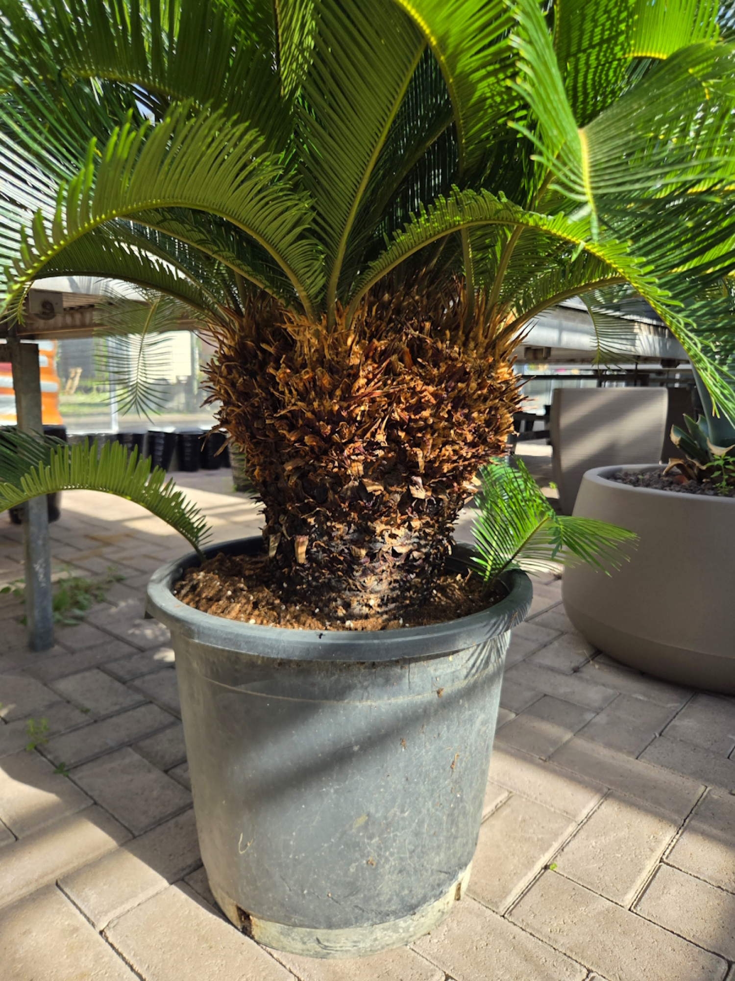 Cycas Revoluta 110 cm - mit vier köpfen - Japanische Sagopalme Nr.7