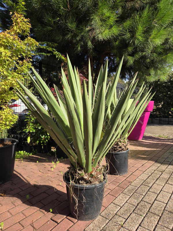Yucca-Faxoniana-2