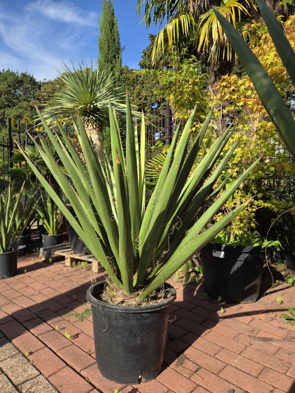 Yucca-Faxoniana-3