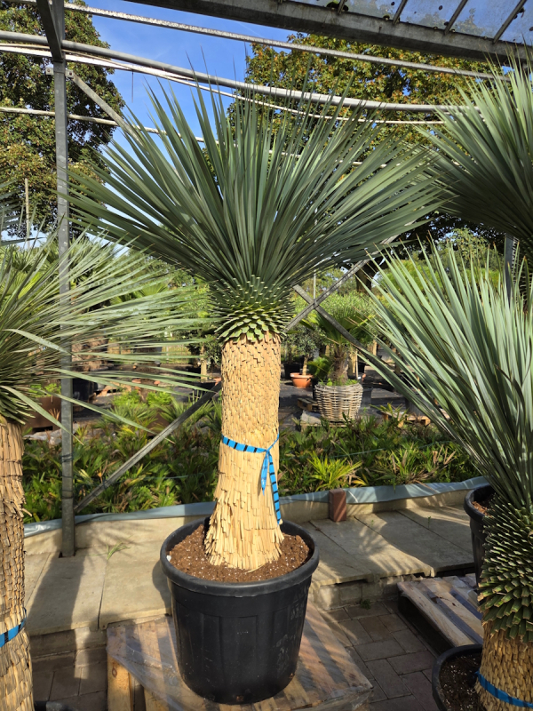 Yucca Rostrata 210 cm - genau den im Bild mit der Nr.53