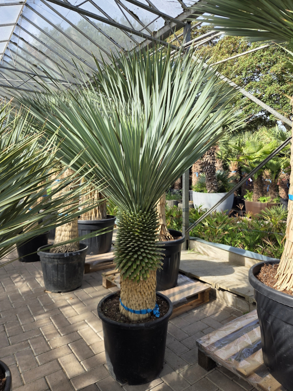 Yucca Rostrata 165 cm - genau den im Bild mit der Nr.54