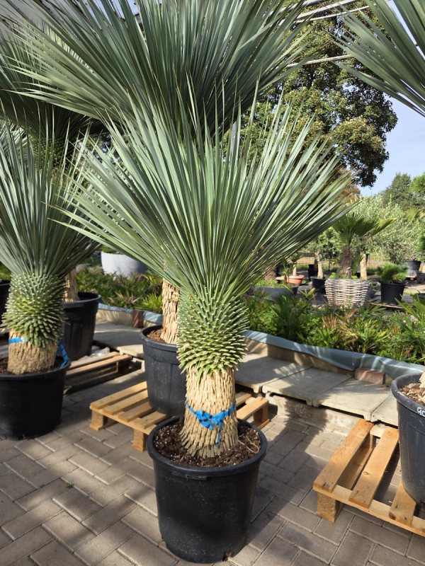 Yucca Rostrata 160 cm - genau den im Bild mit der Nr.58