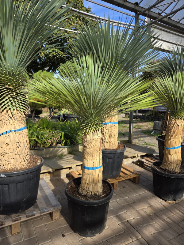 Yucca-Rostrata-Nr-62
