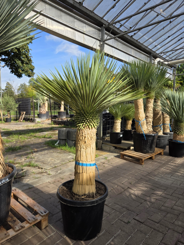 Yucca-Rostrata-Nr-66