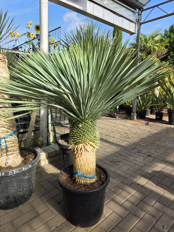 Yucca-Rostrata-Nr-71