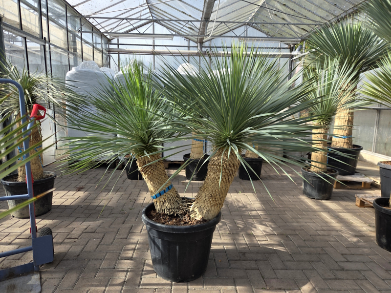 Yucca-Rostrata-Nr-73