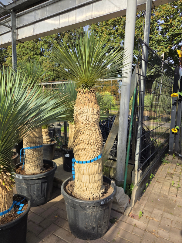 Yucca-Rostrata-Nr-72