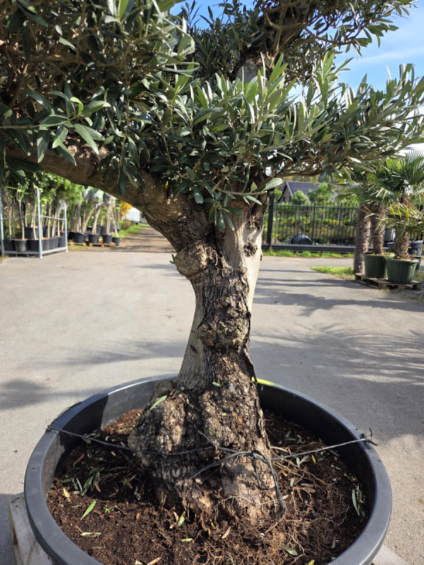 Olivenbaum Bonsai 80 Jährig als Pompon - Nr.241