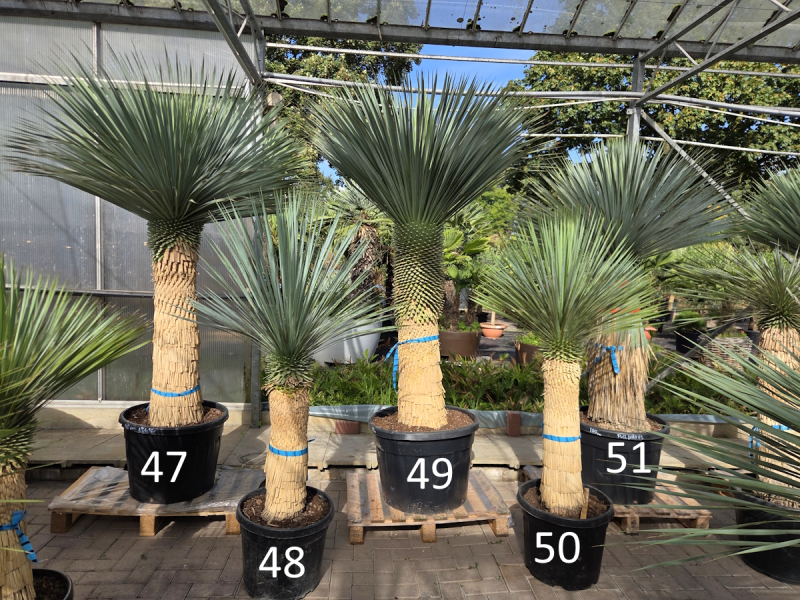 Yucca-Rostrata-Nr-50