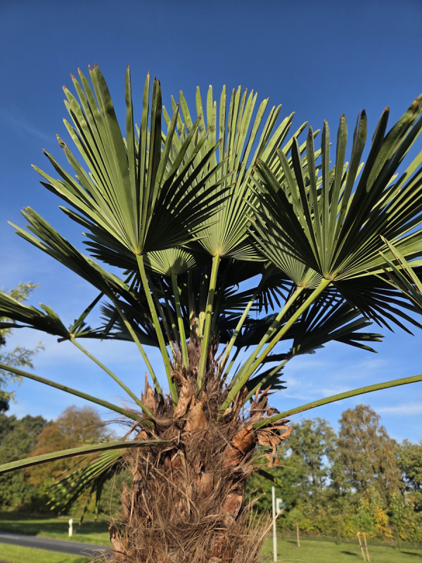 Winterharte Hanfpalme Trachycarpus Wagnerianus 280 cm ↑ genau diesen im Bild ↑ Nr.44