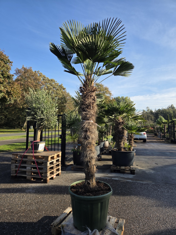 Hanfpalme-Trachycarpus-Wagnerianus-46