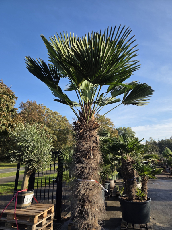 Winterharte Hanfpalme Trachycarpus Wagnerianus 280 cm ↑ genau diesen im Bild ↑ Nr.46