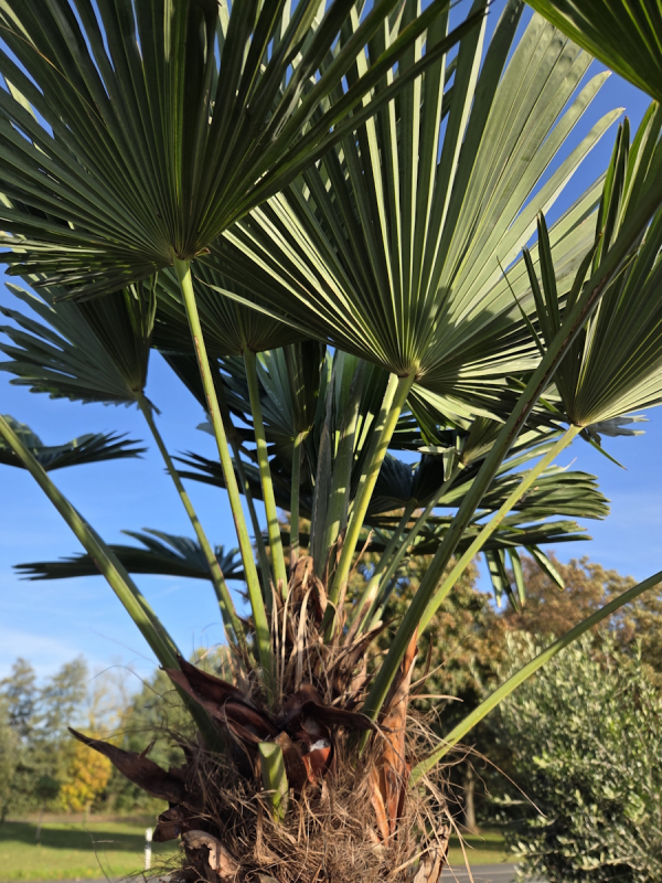 Winterharte Hanfpalme Trachycarpus Wagnerianus 260 cm ↑ genau diesen im Bild ↑ Nr.49
