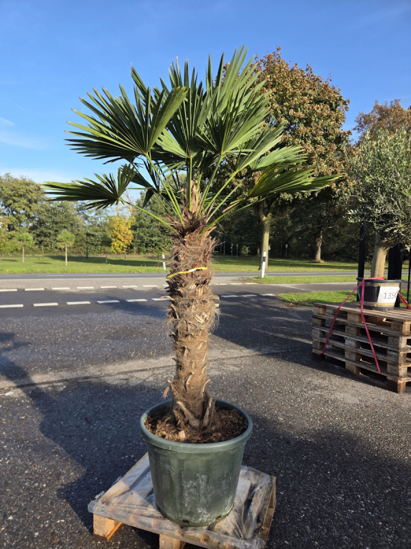 Hanfpalme-Trachycarpus-Wagnerianus-51